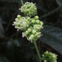 Cyclea peltata (Lam.) Hook.f. & Thomson